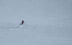 Raid à ski Gemmi - Wildstrubel : descente du Wildstrubel sur Engstligenalp par l'Ammertengletscher
