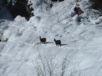 Haute Route Chamonix - Zermatt