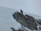Raid à ski en Valpelline